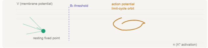 Resting fixed-point and action-potential limit-cycle orbit in Hodgkin–Huxley phase space