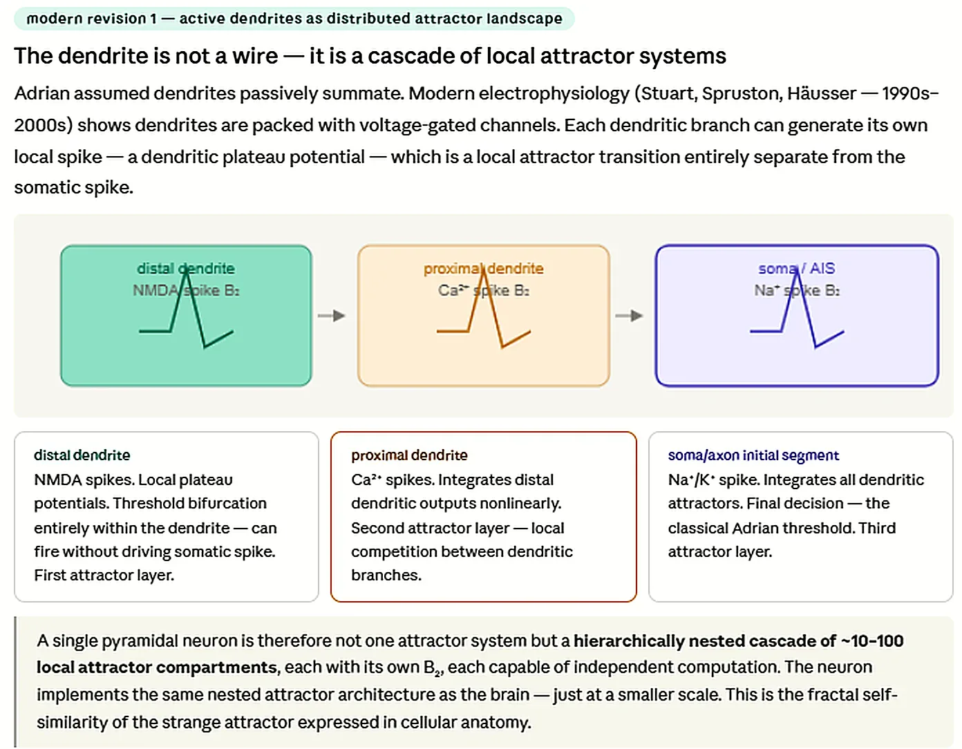 Active dendrites shown as distal, proximal and soma-axon attractor compartments