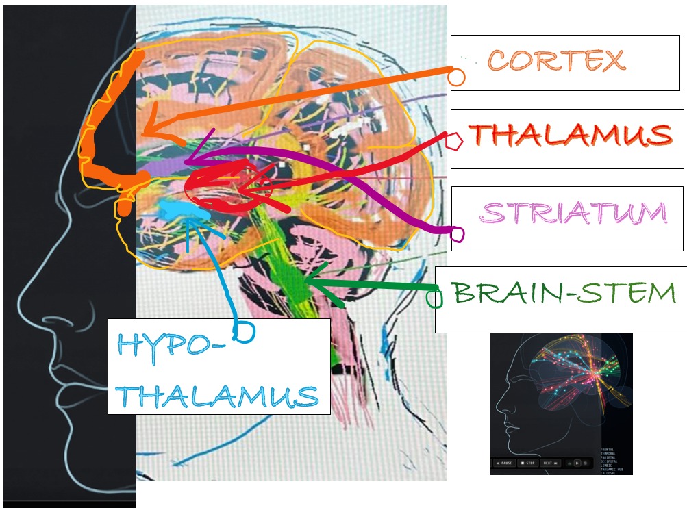 Brain regions most relevant for Self, Awareness and Consciousness — labeled diagram by Dileep Saxena