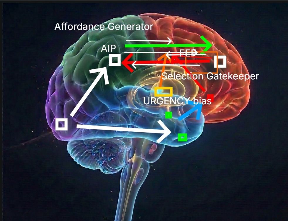 Affordance generator, selection gatekeeper and urgency bias.