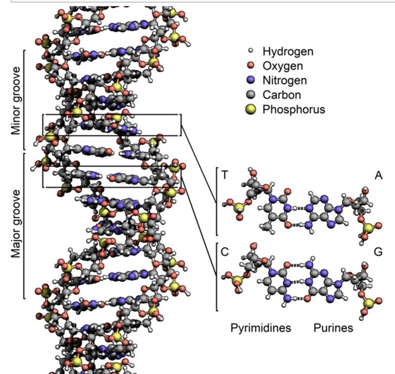 The Code of Life — DNA Double Helix