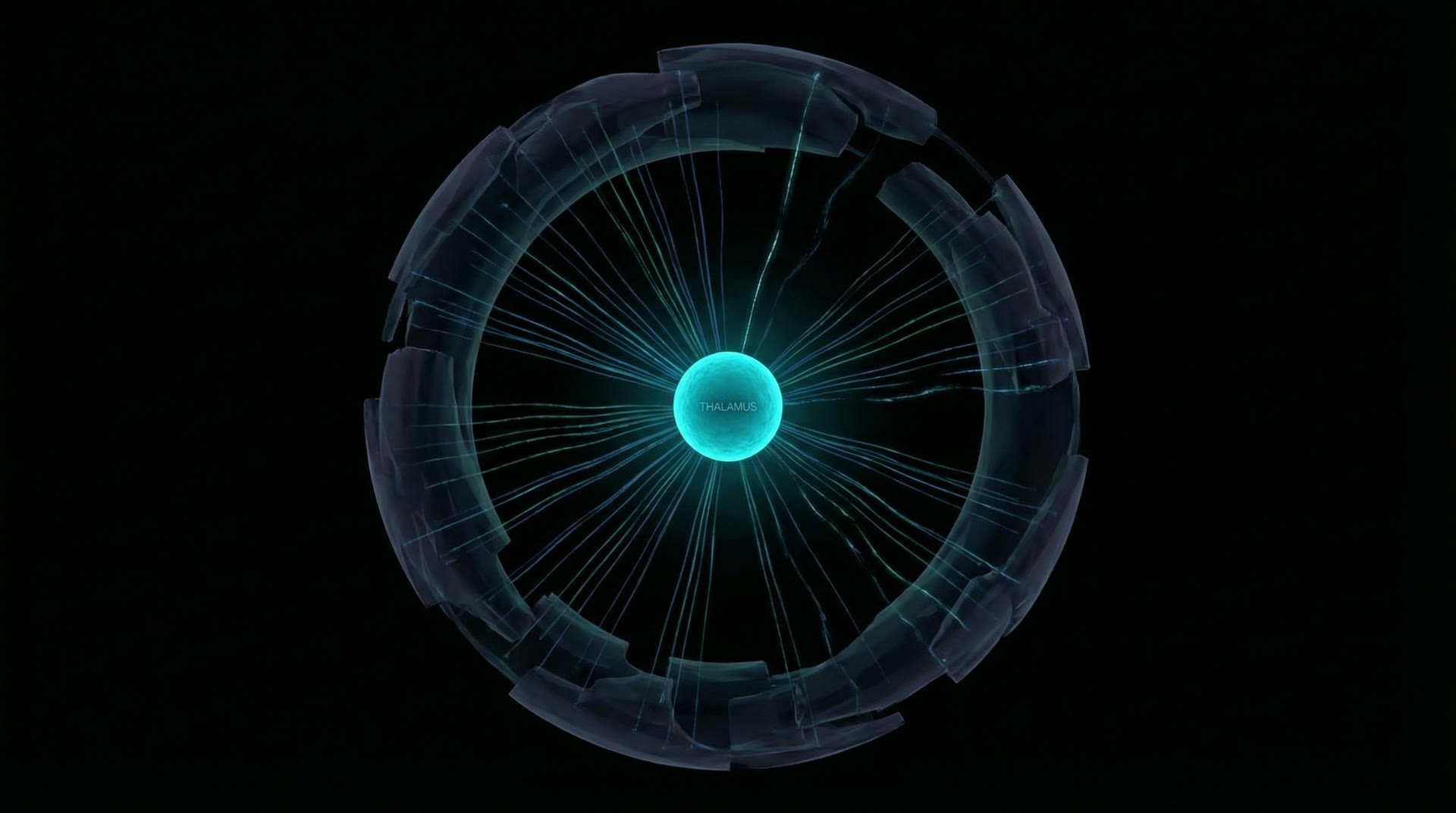 The thalamus — 1% of brain volume, the critical hub whose disruption abolishes consciousness