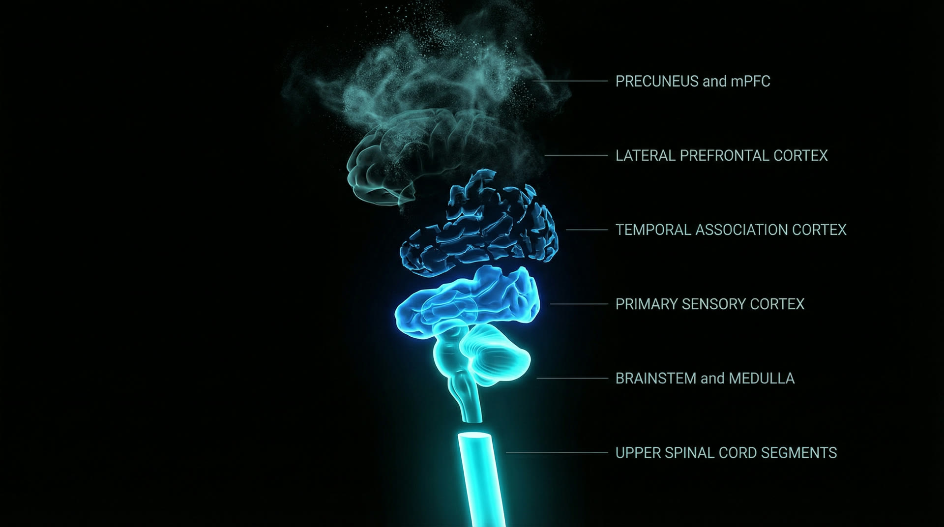 Hughlings Jackson dissolution — from precuneus through primary cortex to brainstem, medulla, and upper spinal cord