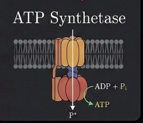 ATP synthetase receptor diagram