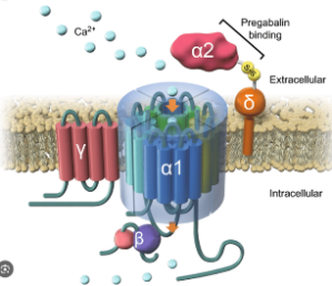 Voltage gated calcium channel