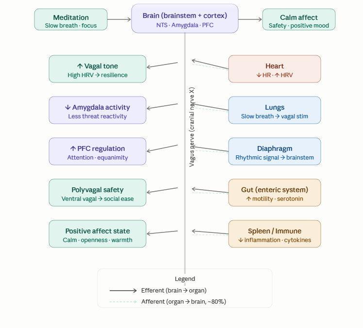 Meditation and vagus feedback loop between organs, brain, and calm affect